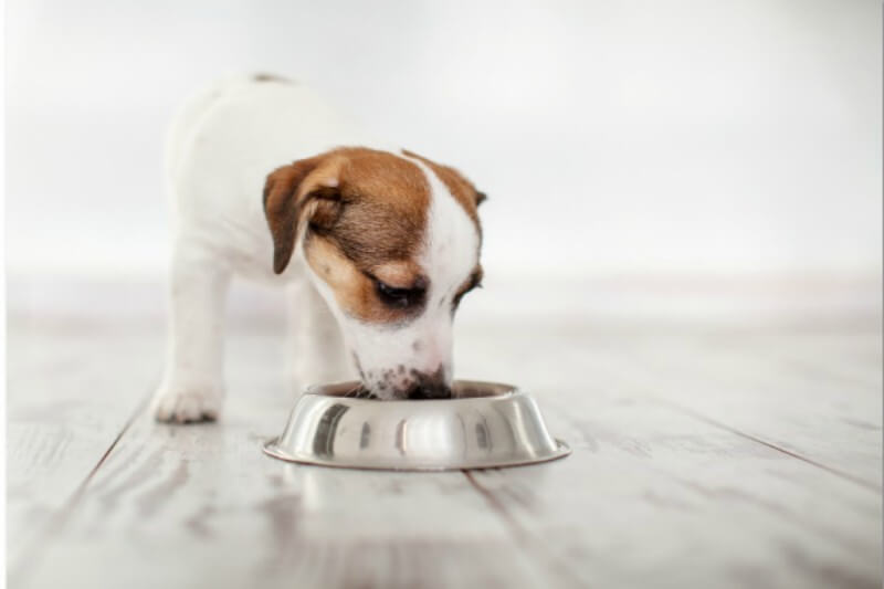 Como escolher o alimento ideal para o seu cachorro?