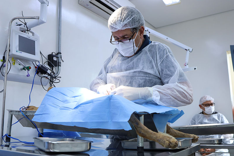 Prefeitura de São Paulo realiza cerca de 134 mil castrações